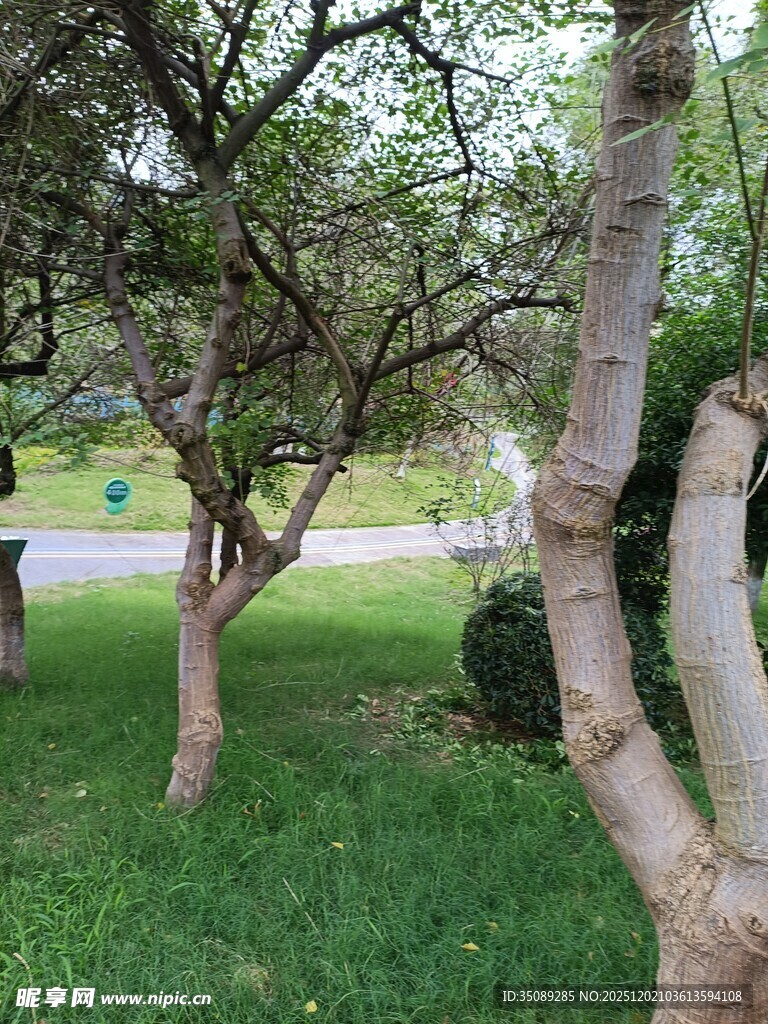 庭院中葱郁树木与绿草