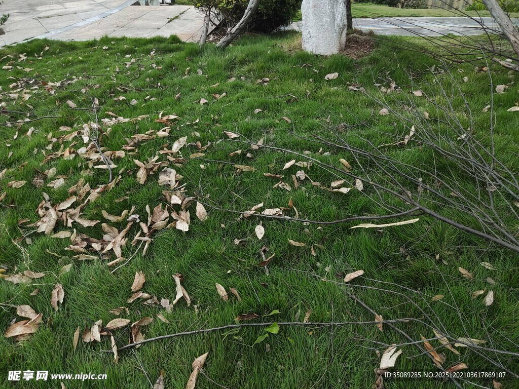 草地上散落的枯叶与树枝