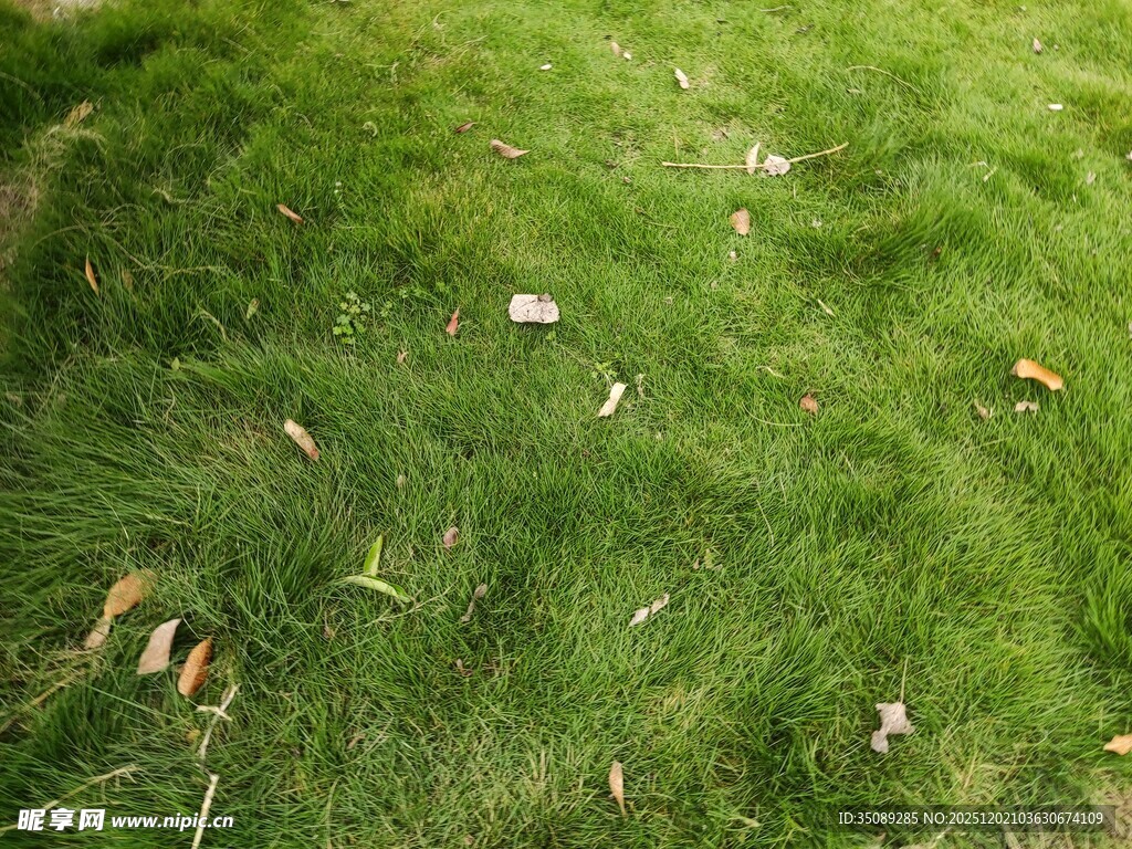 翠绿草地散落枯叶