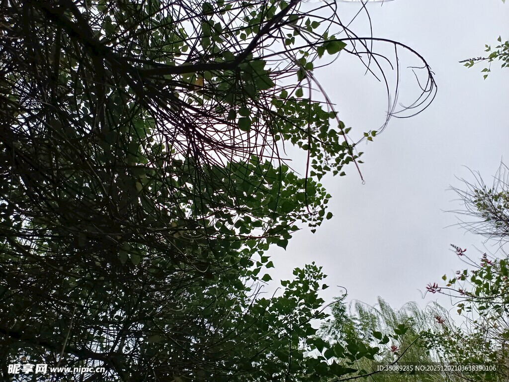 仰视繁茂树枝与天空