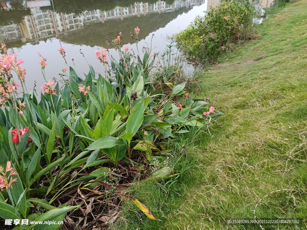 花园中绽放的多彩花卉