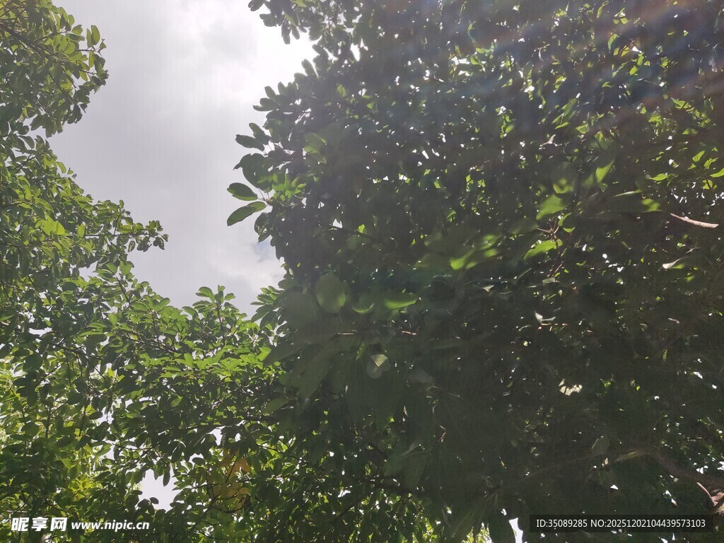 仰视茂密树林绿意盎然