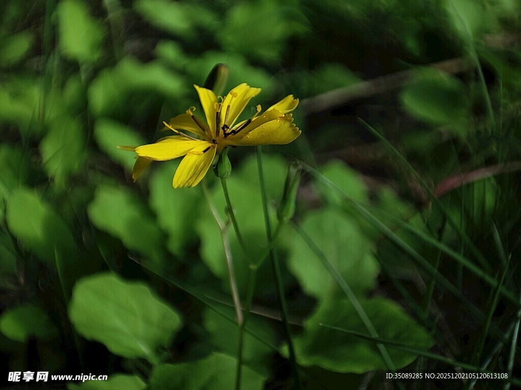 绿叶间的黄色小花