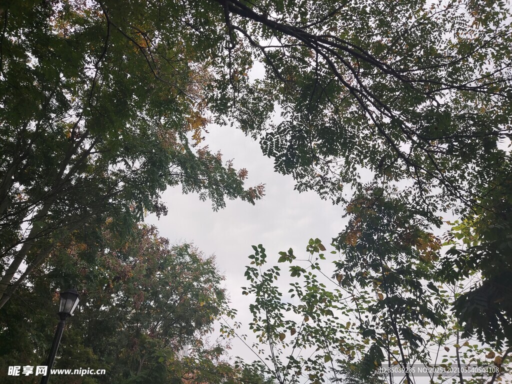 仰视茂密树林树冠