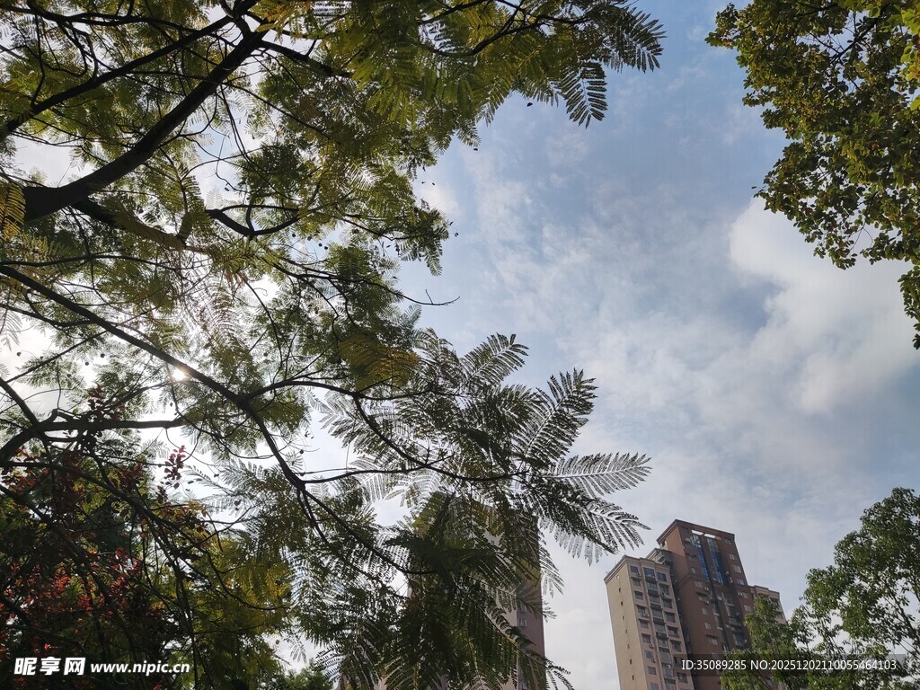 透过枝叶望高楼