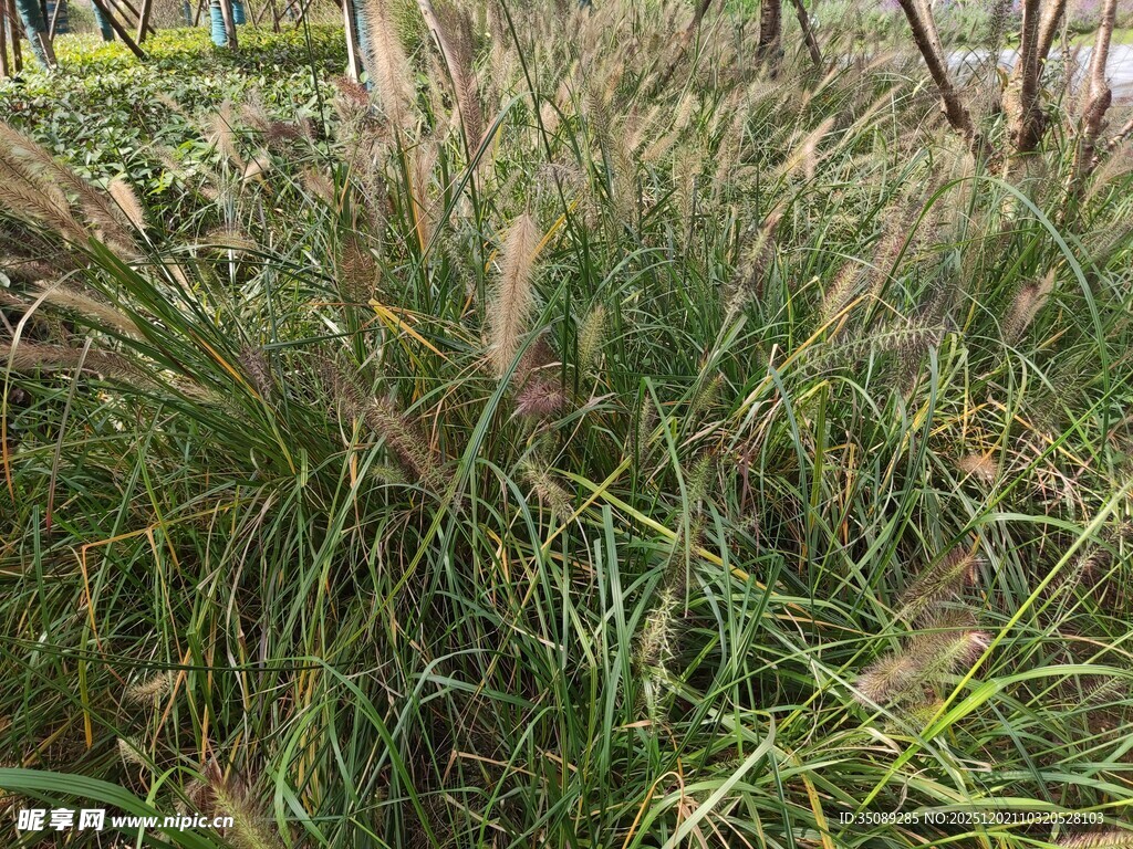 野外丛生的绿色芦苇
