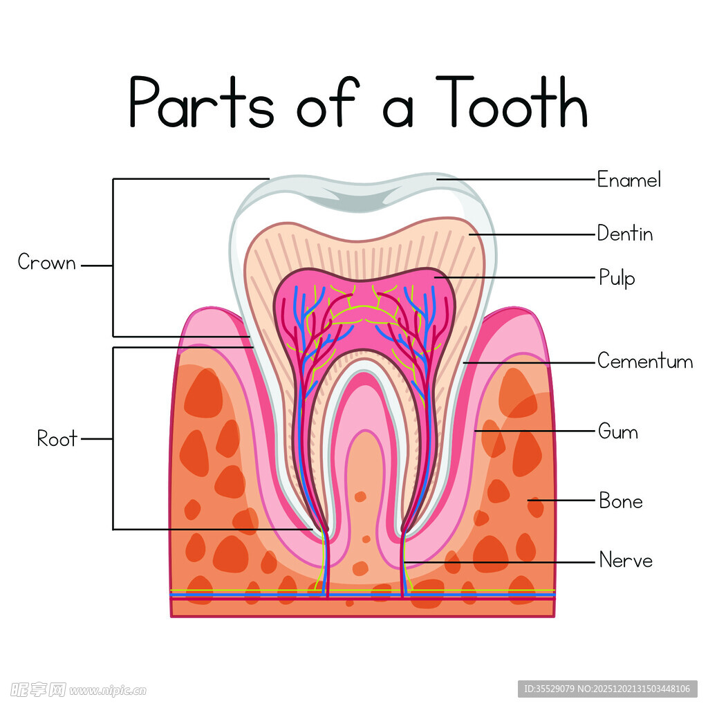 人类牙齿的各个部分英文