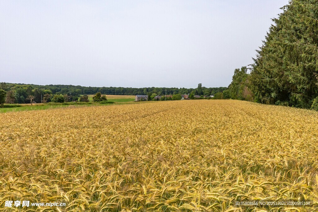 金黄麦田