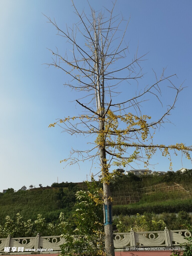 孤树立于蓝天绿野间