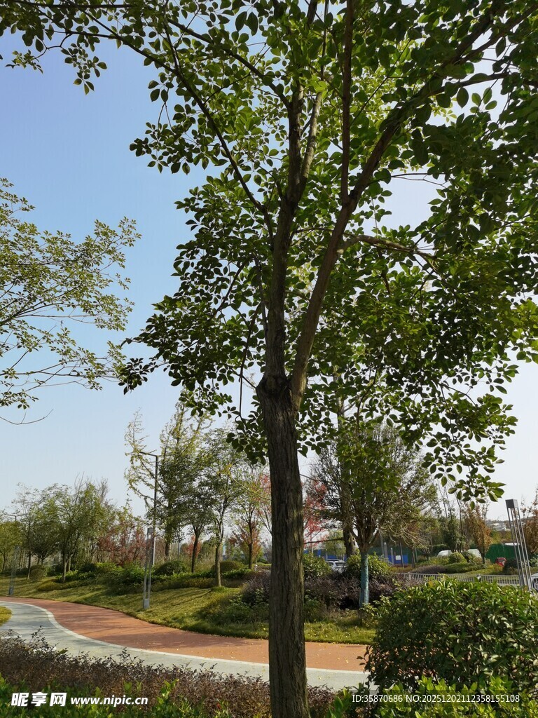 户外绿树成荫的公园景致