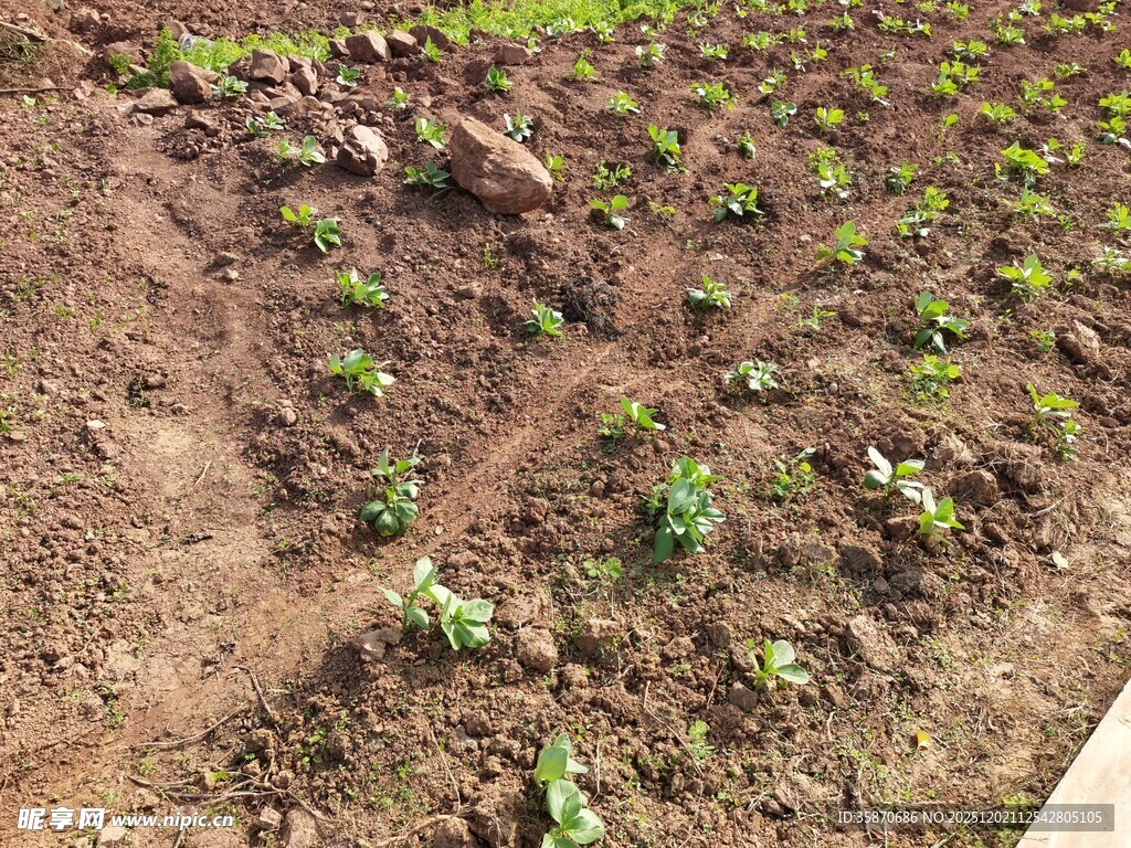 农田里的嫩绿幼苗