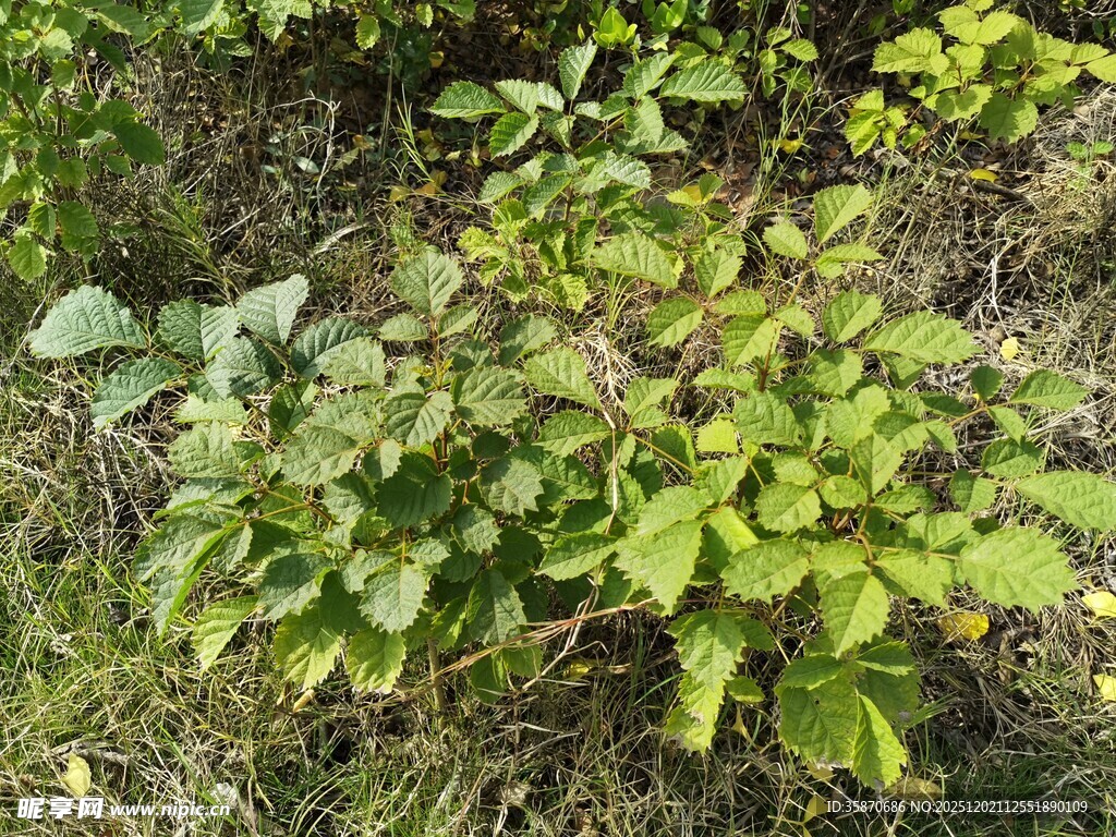 绿叶繁茂的地面植物景观