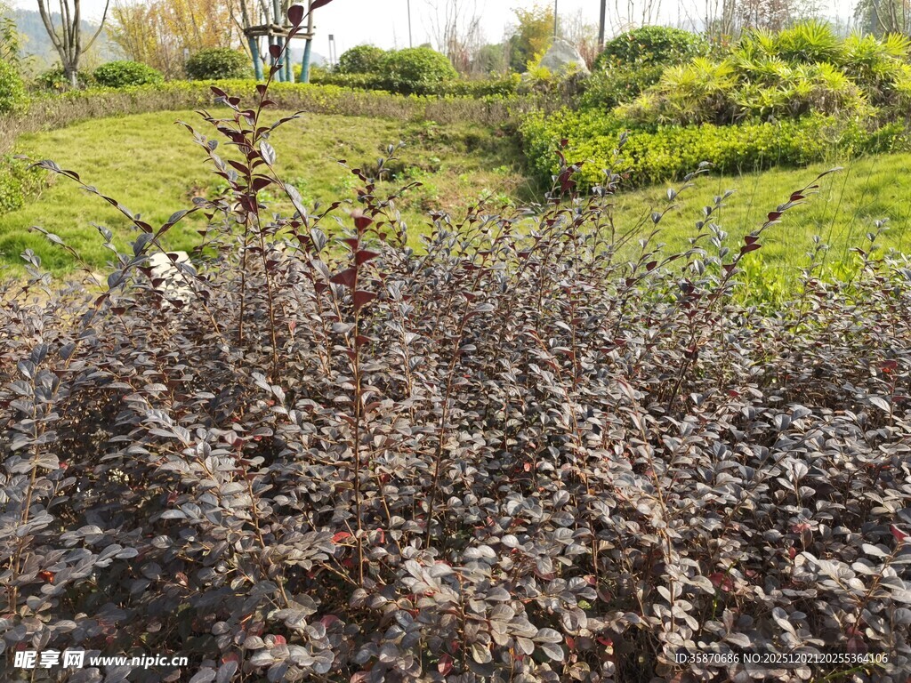 花园中的紫叶植物景观