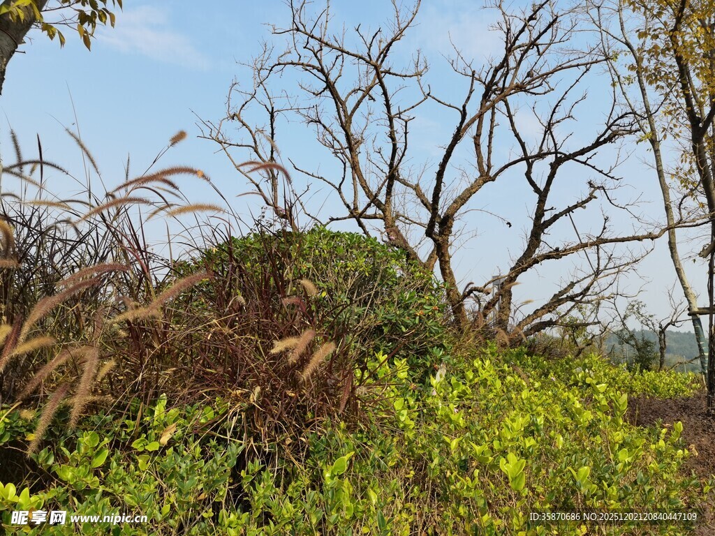 春日野外的繁茂植物景观