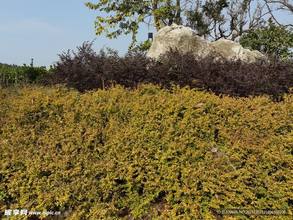 金黄植被与岩石景观