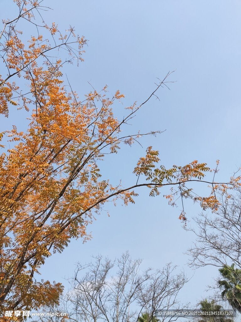 秋日枝头的金黄树叶