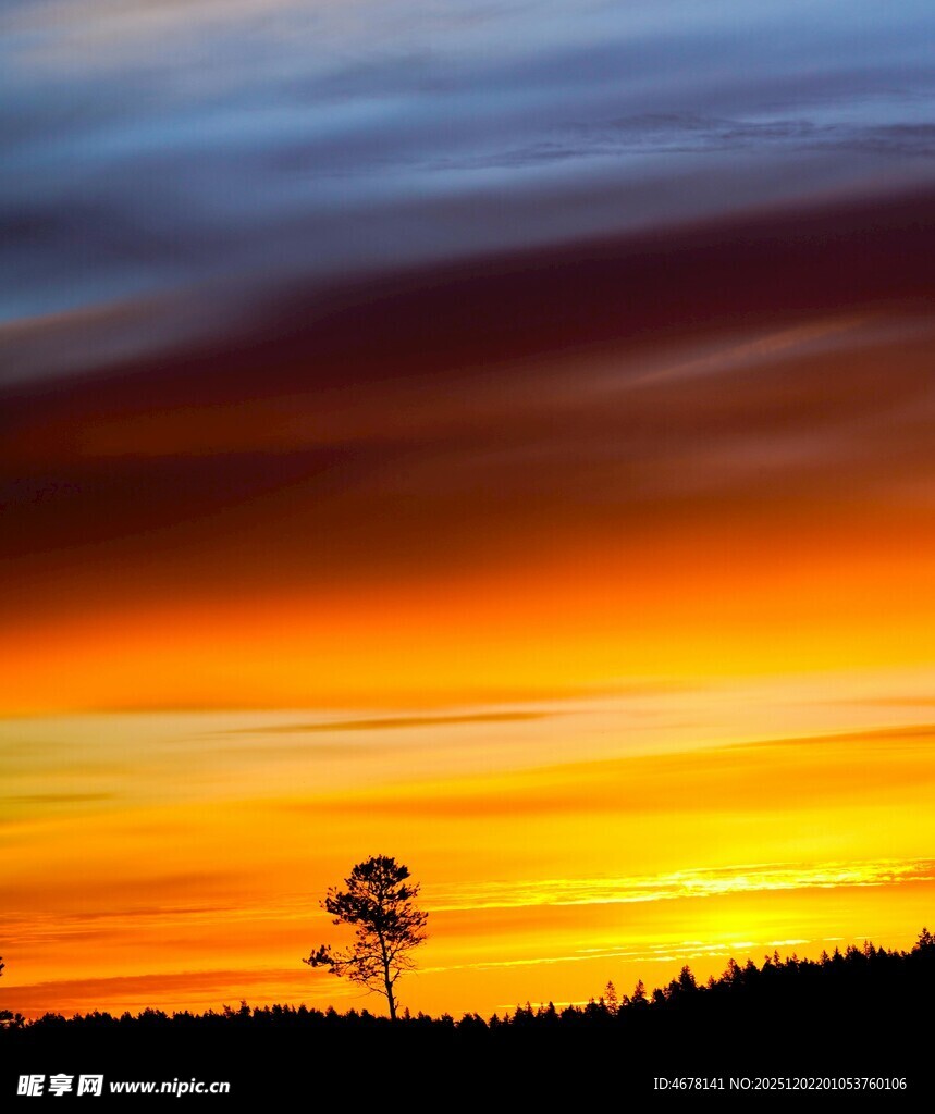 夕阳下孤树的美丽景致