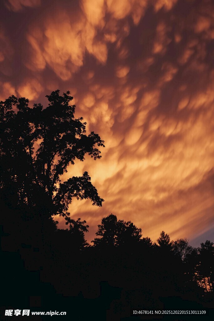 夕阳下的树木与绚丽云彩