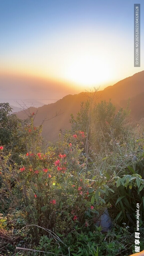 山间日出时的绚烂花草