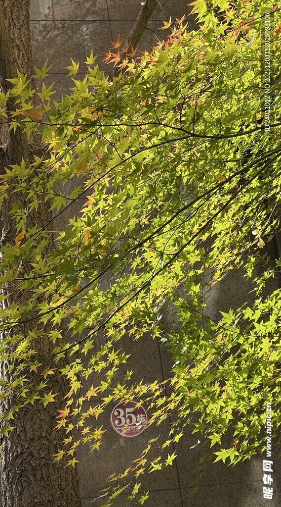 绿叶垂挂于古朴墙旁