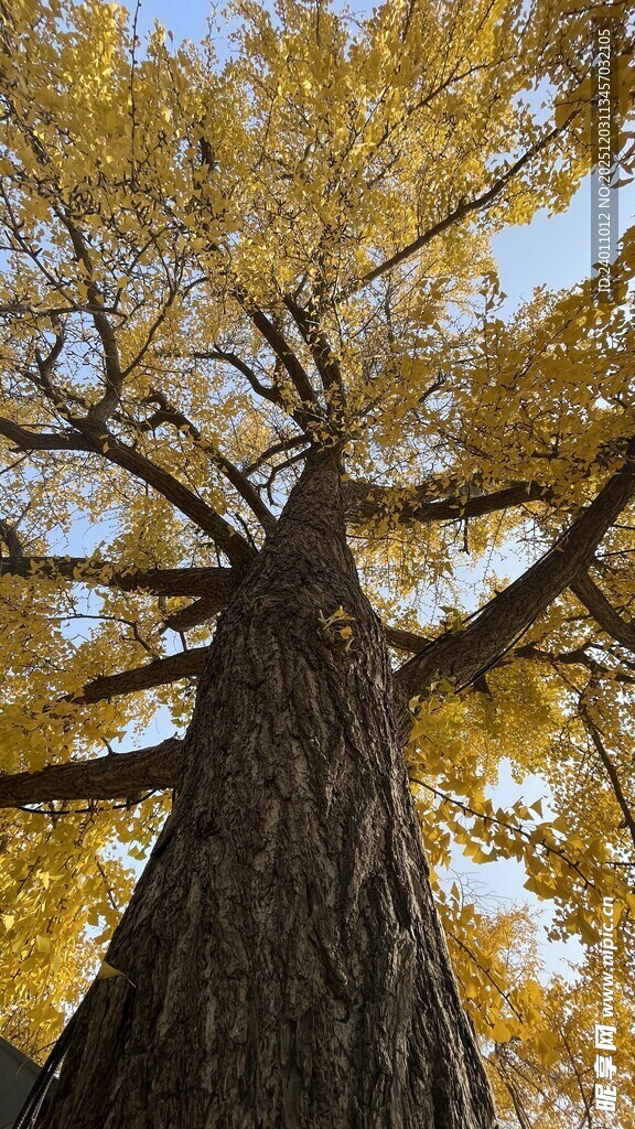 仰望金黄银杏古树