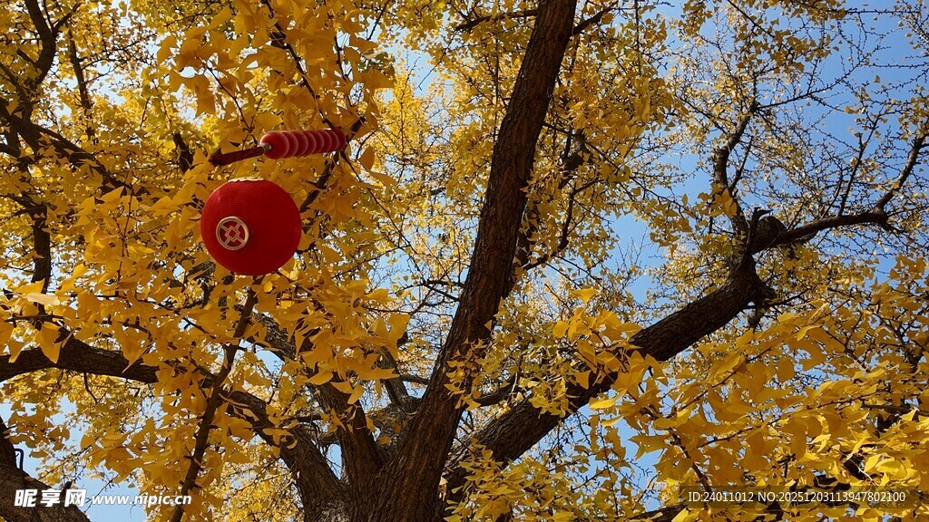 秋日银杏树上的红色物件