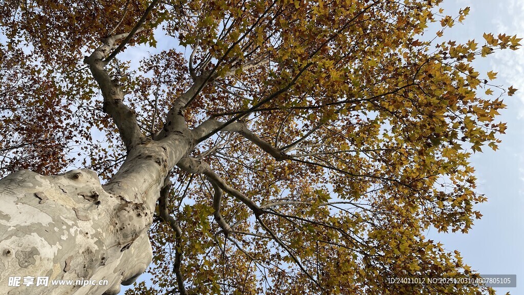 秋日树干与斑斓树叶