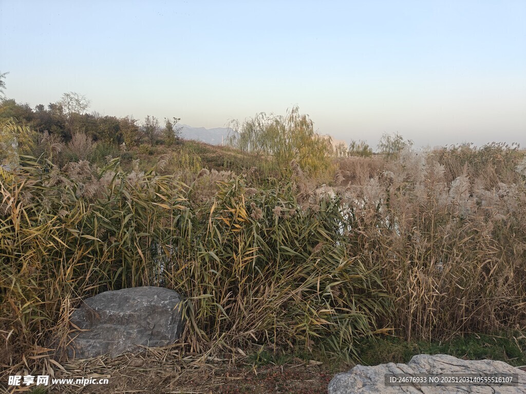 秋日郊野芦苇与石块景观