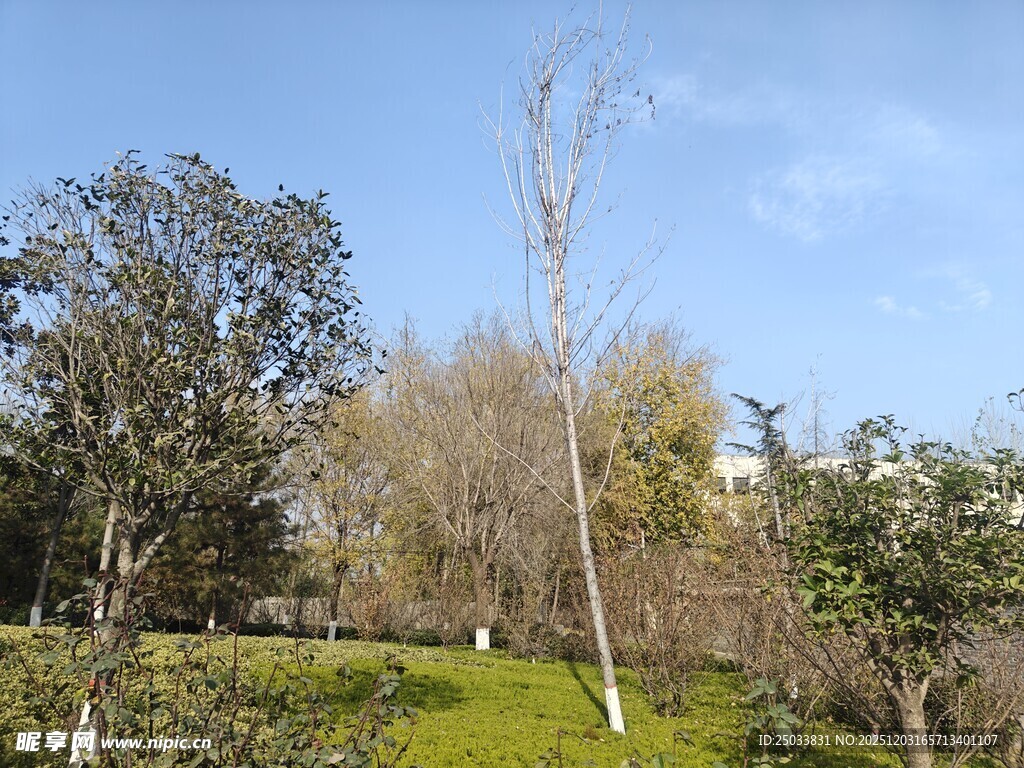 户外绿意盎然的树木景观