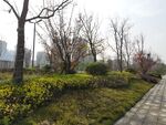 城市中绿意盎然的步道