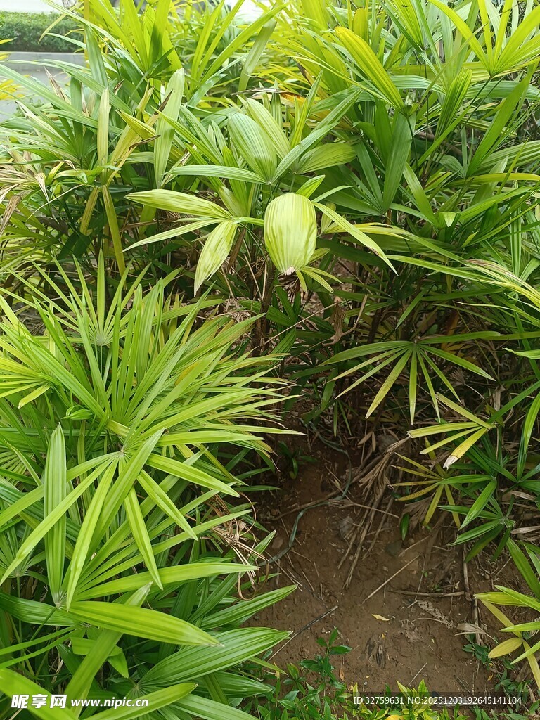 翠绿繁茂的热带植物景观