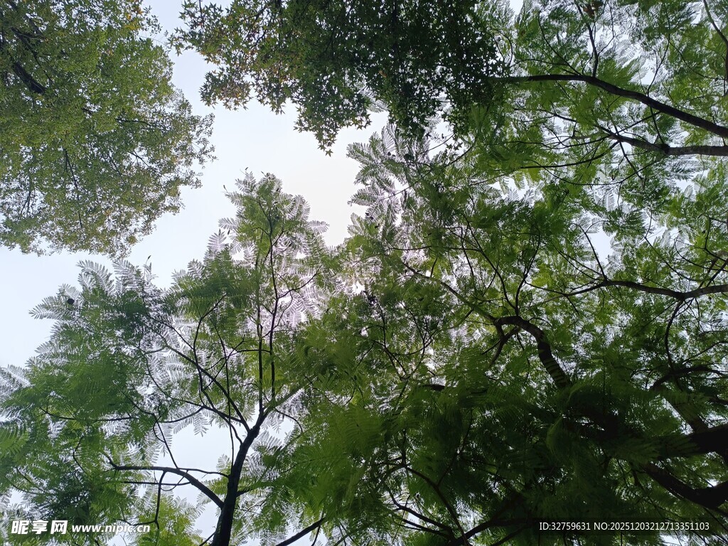 仰视葱郁树冠美景