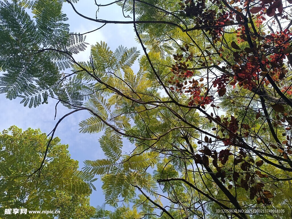仰视多彩枝叶