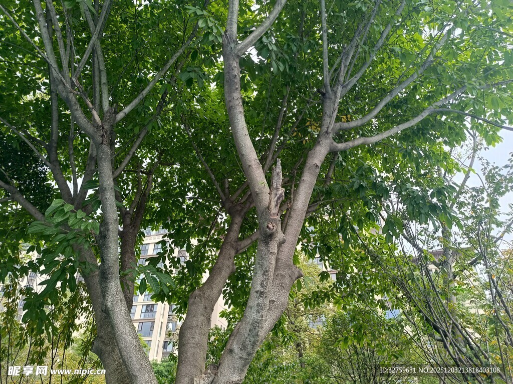 繁茂树林中的粗壮树干