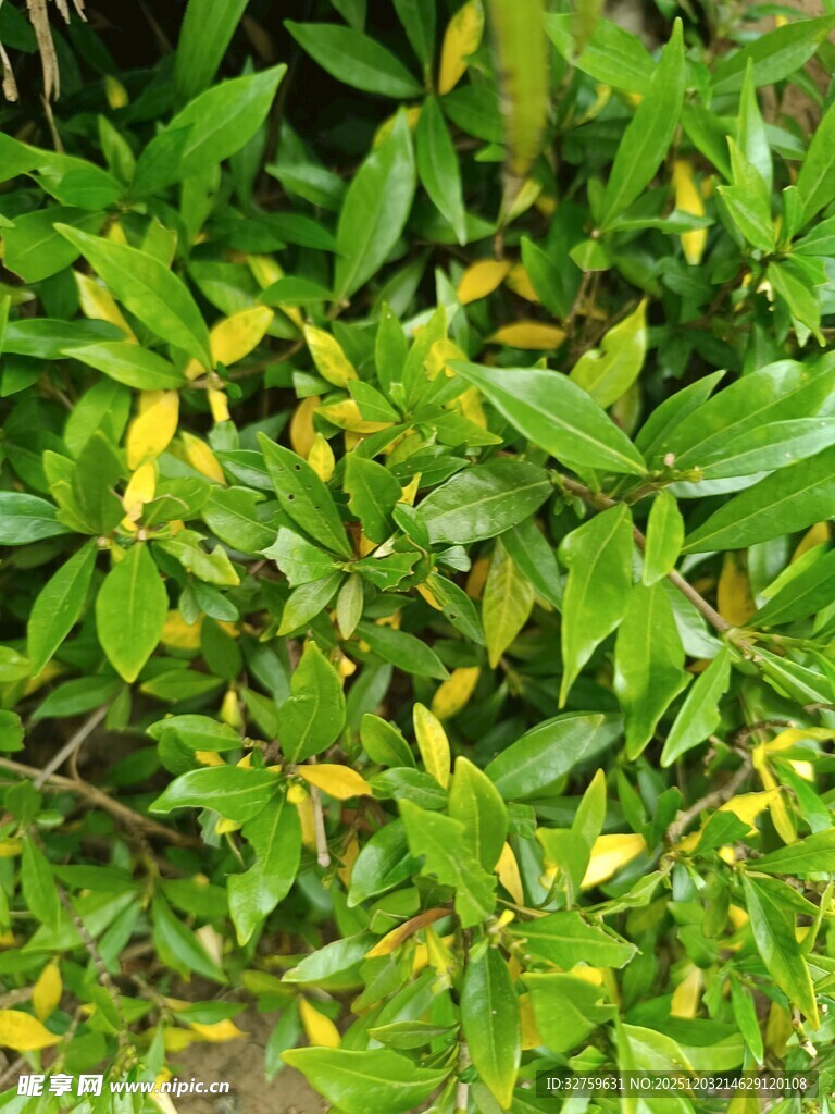 翠绿枝叶间的生机景象