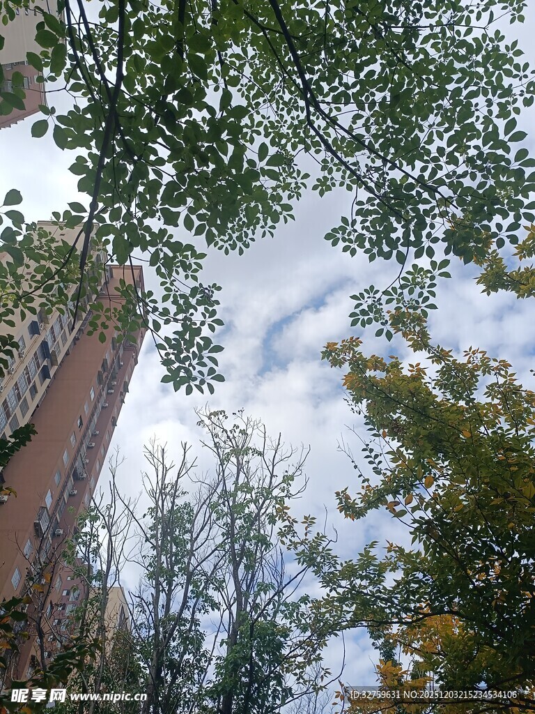 仰视视角下的树木与建筑