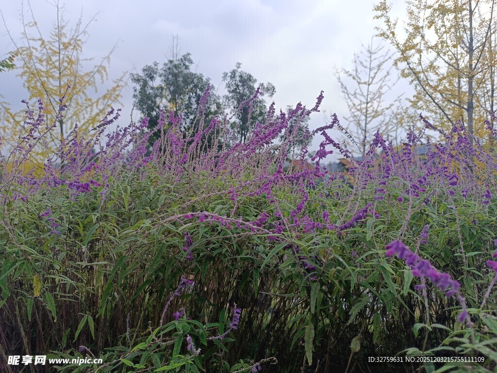 紫色花丛中的自然景致