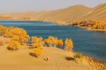 沙漠湖畔的金黄秋色