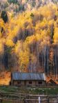 秋日山林中的古朴小屋