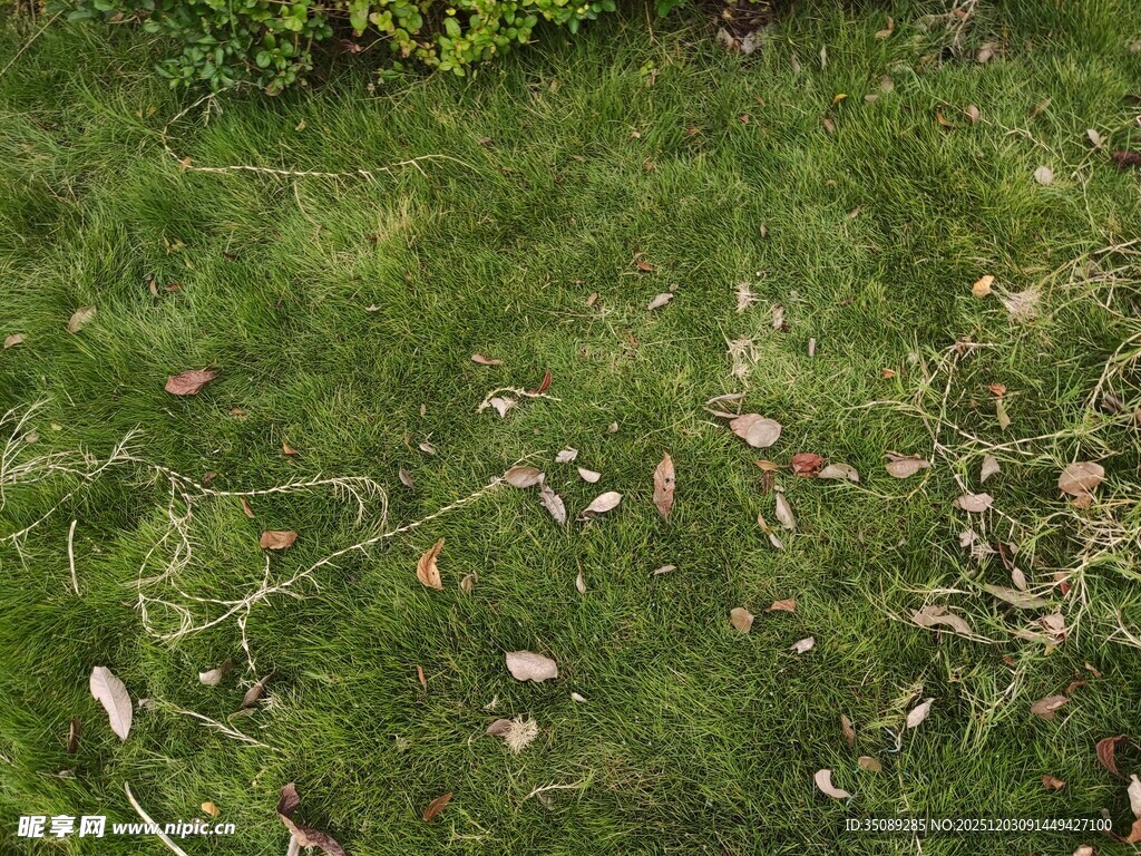 翠绿草坪上散落着枯叶