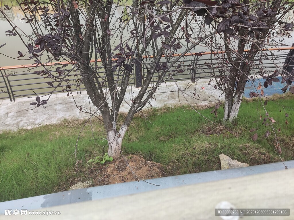 路边光秃树木与草地景观