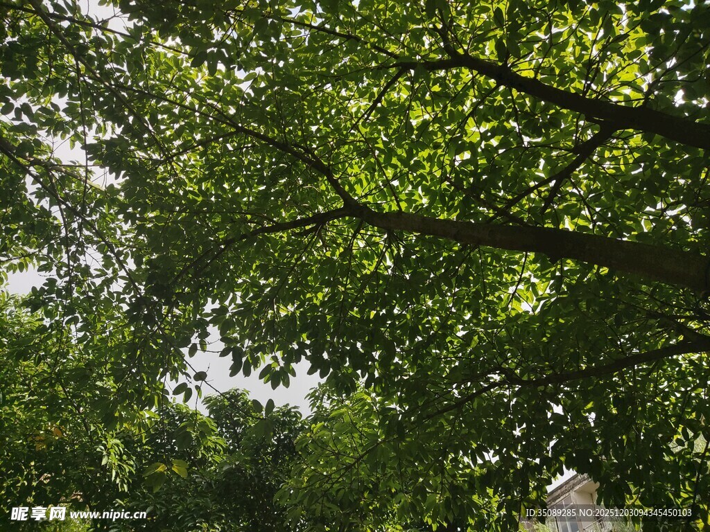 夏日繁茂绿树景观