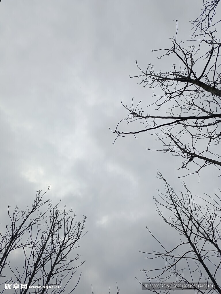 冬日枯树与阴沉天空