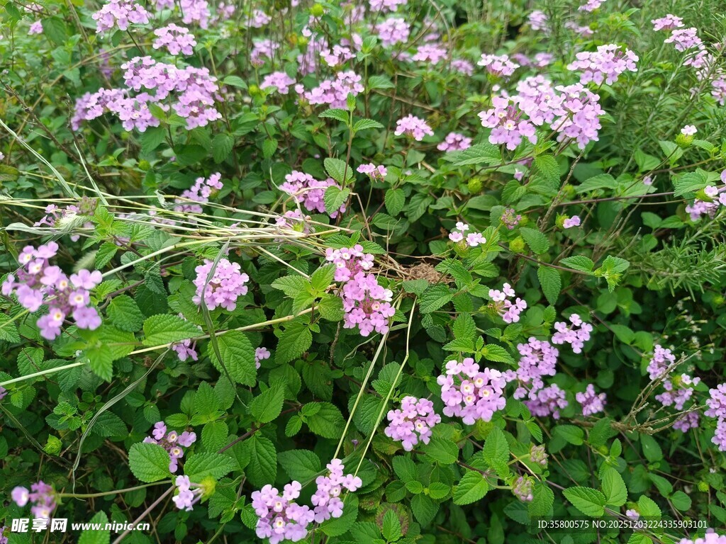 繁茂紫色小花盛开的草地