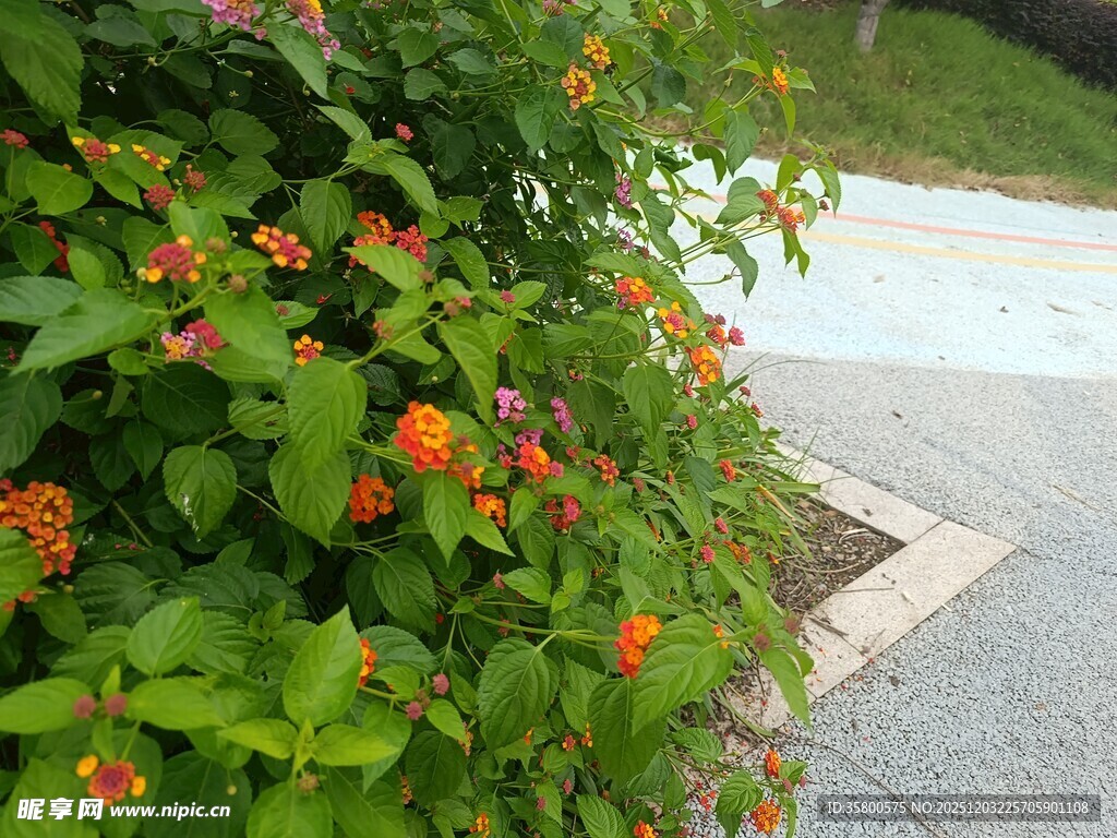 路边盛开的橙红色小花