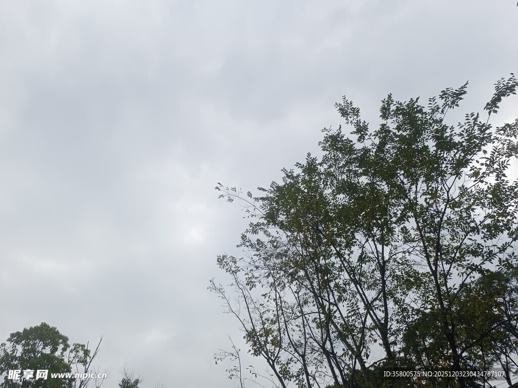 阴天中的树梢风景