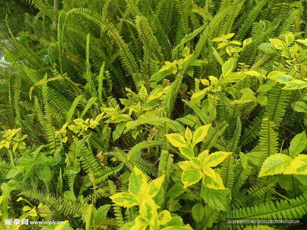 翠绿繁茂的热带植物景观