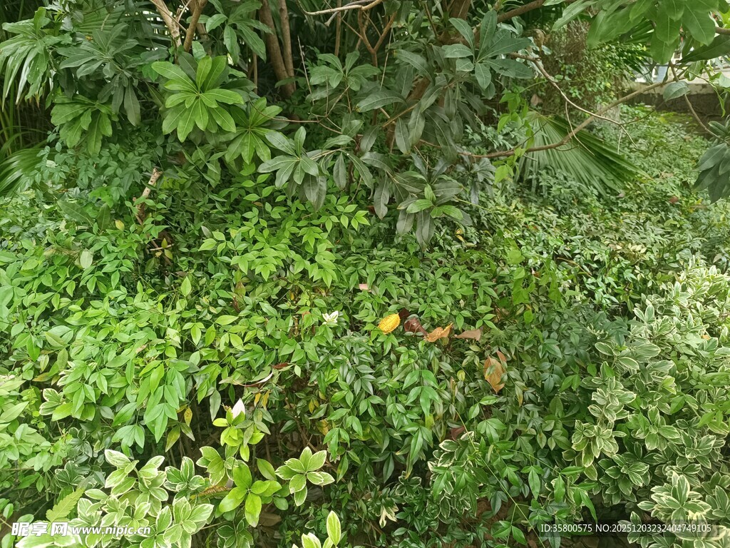 繁茂的林下绿色植物景观