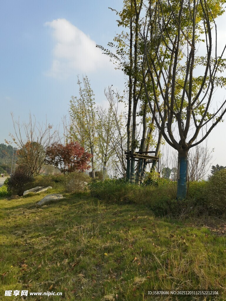 户外草地树木风景图