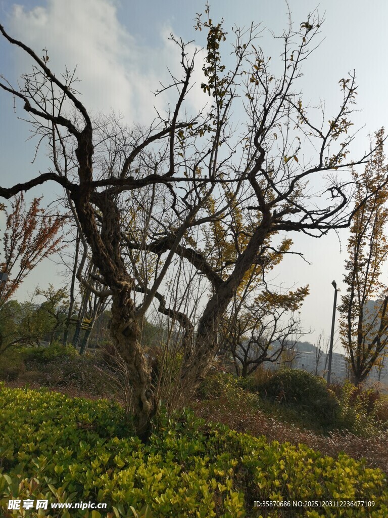 荒野枯树与繁茂花草